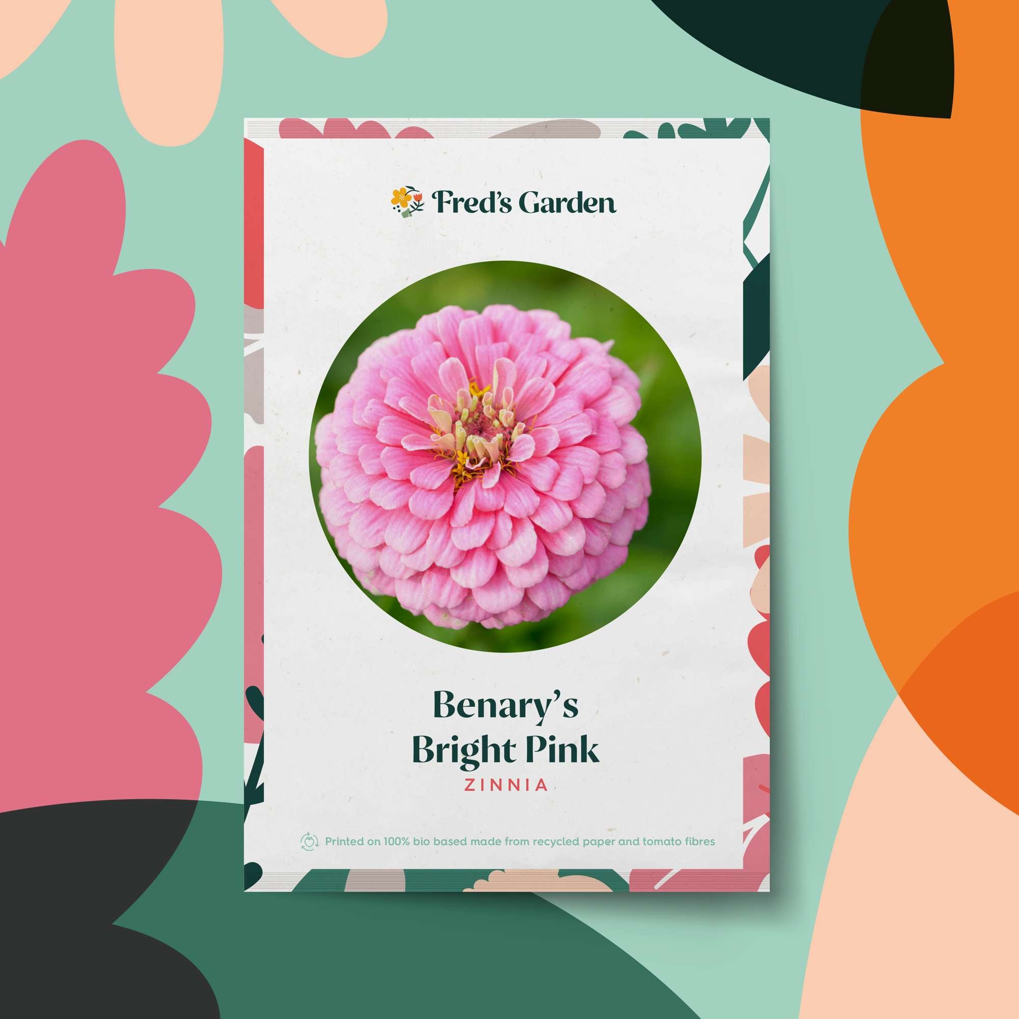 Zinnia 'Benary's Giant Bright Pink' (frö)